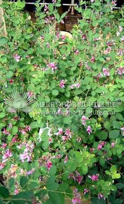 Lespedeza bicolour 'Shrub bush clover of japan'